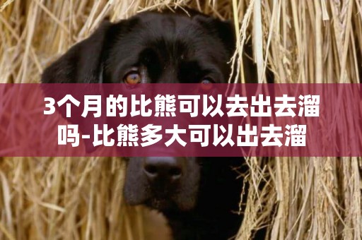 3個月的比熊可以去出去溜嗎-比熊多大可以出去溜