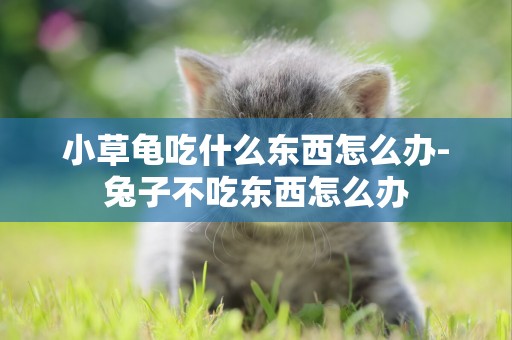 小草龜吃什么東西怎么辦-兔子不吃東西怎么辦