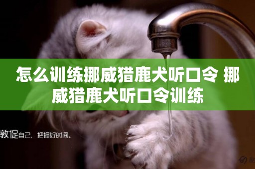 怎么訓練挪威獵鹿犬聽口令 挪威獵鹿犬聽口令訓練