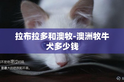 拉布拉多和澳牧-澳洲牧牛犬多少錢