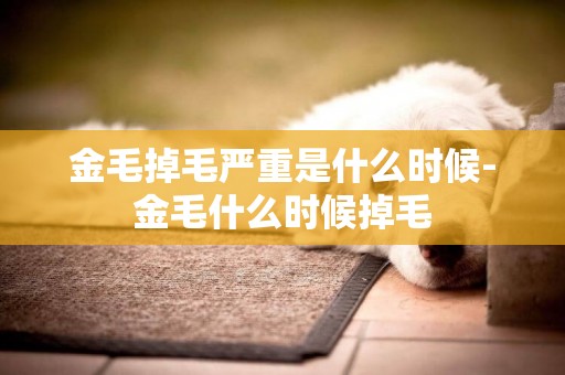 金毛掉毛嚴重是什么時候-金毛什么時候掉毛
