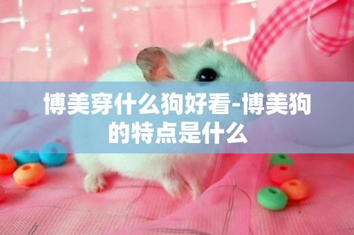 博美穿什么狗好看-博美狗的特點是什么