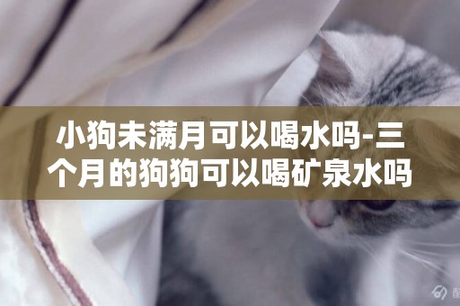 小狗未滿月可以喝水嗎-三個月的狗狗可以喝礦泉水嗎