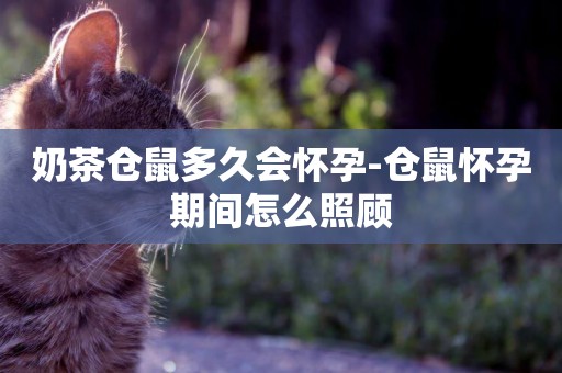 奶茶倉鼠多久會懷孕-倉鼠懷孕期間怎么照顧