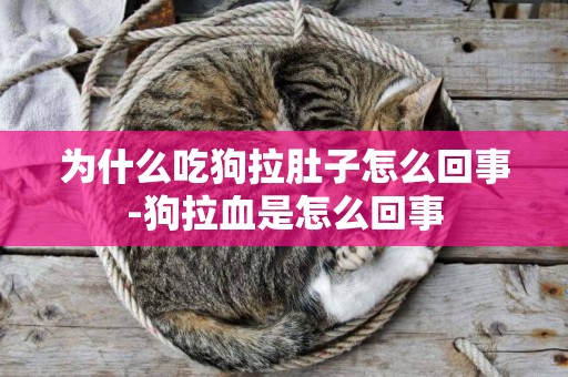 為什么吃狗拉肚子怎么回事-狗拉血是怎么回事