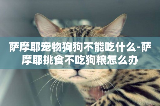 薩摩耶寵物狗狗不能吃什么-薩摩耶挑食不吃狗糧怎么辦
