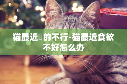 貓最近廋的不行-貓最近食欲不好怎么辦