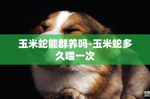玉米蛇能群養嗎-玉米蛇多久喂一次