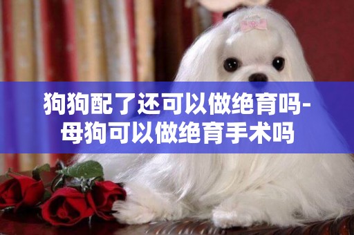 狗狗配了還可以做絕育嗎-母狗可以做絕育手術嗎