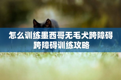 怎么訓練墨西哥無毛犬跨障礙 跨障礙訓練攻略