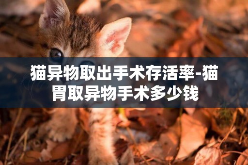 貓異物取出手術存活率-貓胃取異物手術多少錢