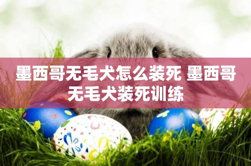 墨西哥無毛犬怎么裝死 墨西哥無毛犬裝死訓練
