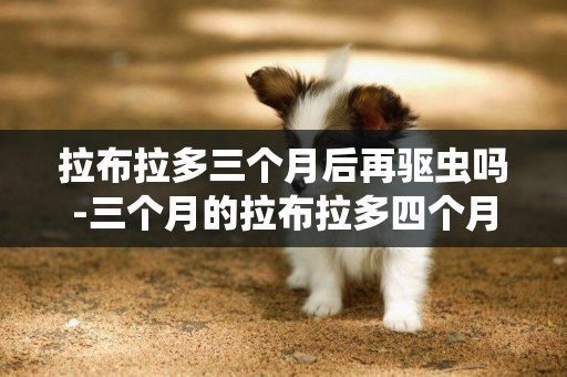 拉布拉多三個月后再驅蟲嗎-三個月的拉布拉多四個月拉布拉多的區別