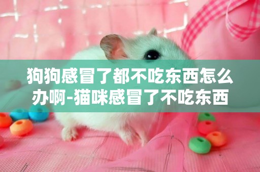 狗狗感冒了都不吃東西怎么辦啊-貓咪感冒了不吃東西怎么辦