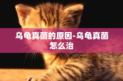烏龜真菌的原因-烏龜真菌怎么治
