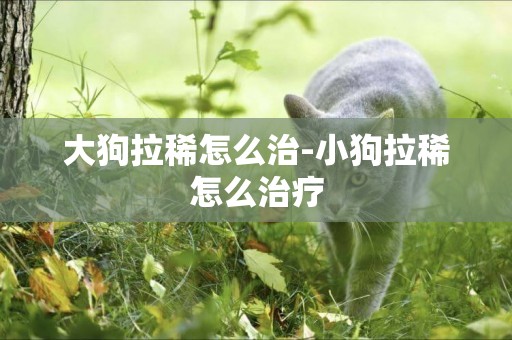大狗拉稀怎么治-小狗拉稀怎么治療
