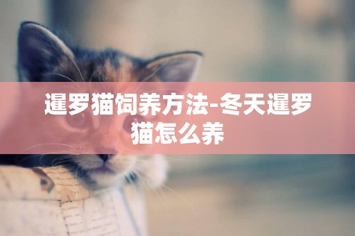 暹羅貓飼養方法-冬天暹羅貓怎么養