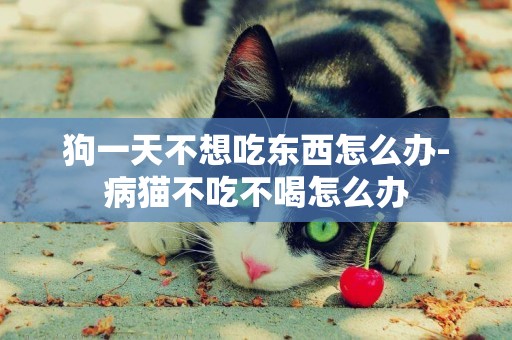 狗一天不想吃東西怎么辦-病貓不吃不喝怎么辦