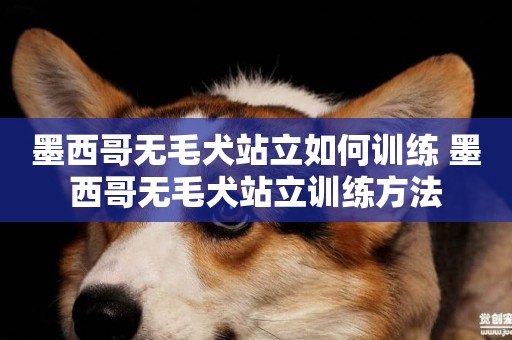 墨西哥無毛犬站立如何訓練 墨西哥無毛犬站立訓練方法