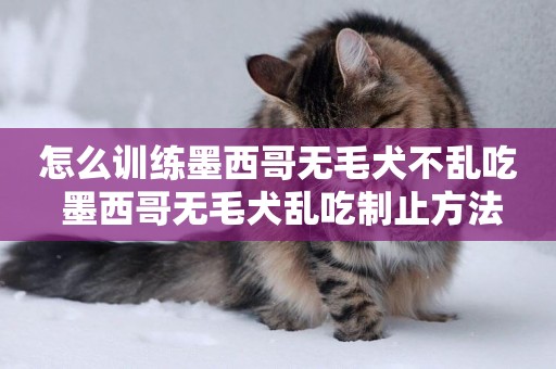 怎么訓練墨西哥無毛犬不亂吃 墨西哥無毛犬亂吃制止方法