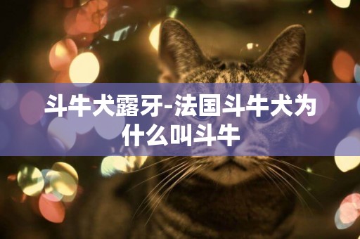 斗牛犬露牙-法國斗牛犬為什么叫斗牛