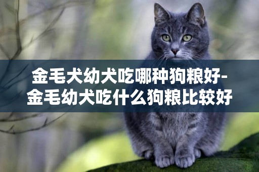 金毛犬幼犬吃哪種狗糧好-金毛幼犬吃什么狗糧比較好