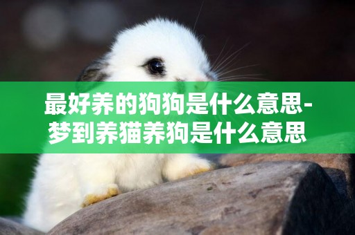 最好養的狗狗是什么意思-夢到養貓養狗是什么意思