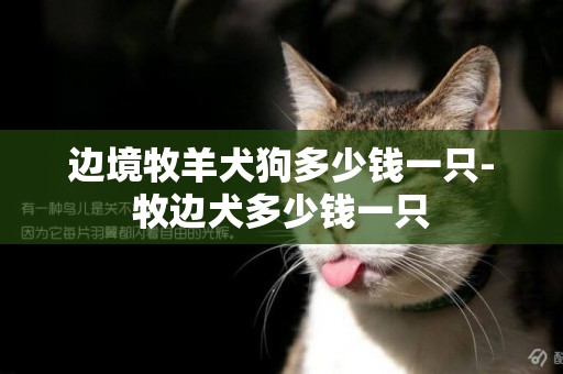 邊境牧羊犬狗多少錢一只-牧邊犬多少錢一只