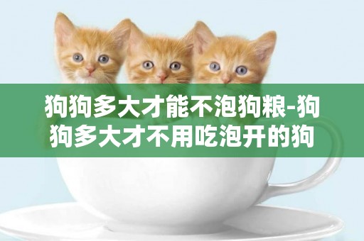 狗狗多大才能不泡狗糧-狗狗多大才不用吃泡開的狗