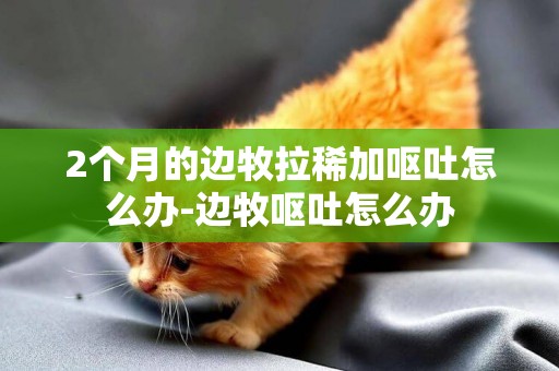 2個月的邊牧拉稀加嘔吐怎么辦-邊牧嘔吐怎么辦