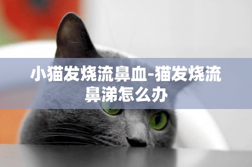 小貓發燒流鼻血-貓發燒流鼻涕怎么辦