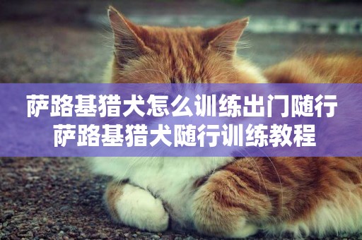 薩路基獵犬怎么訓練出門隨行 薩路基獵犬隨行訓練教程