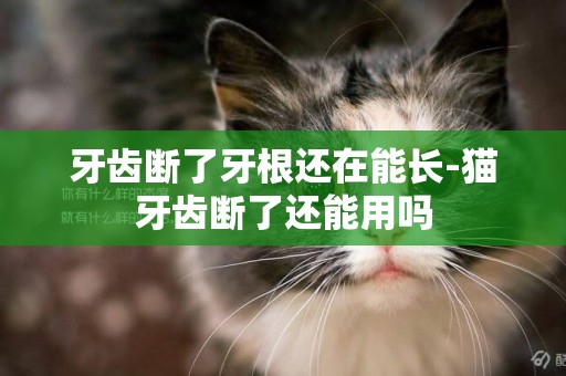 牙齒斷了牙根還在能長-貓牙齒斷了還能用嗎