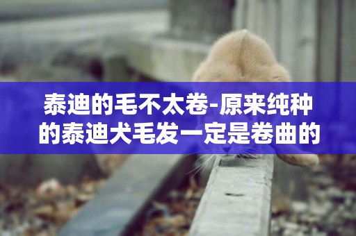 泰迪的毛不太卷-原來純種的泰迪犬毛發一定是卷曲的