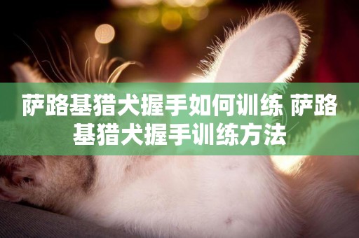 薩路基獵犬握手如何訓練 薩路基獵犬握手訓練方法