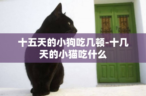 十五天的小狗吃幾頓-十幾天的小貓吃什么