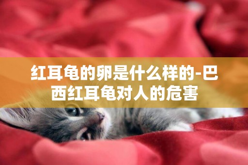 紅耳龜的卵是什么樣的-巴西紅耳龜對人的危害