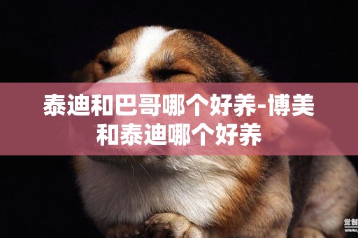 泰迪和巴哥哪個好養-博美和泰迪哪個好養
