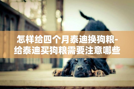 怎樣給四個月泰迪換狗糧-給泰迪買狗糧需要注意哪些問題呢
