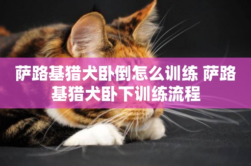 薩路基獵犬臥倒怎么訓練 薩路基獵犬臥下訓練流程