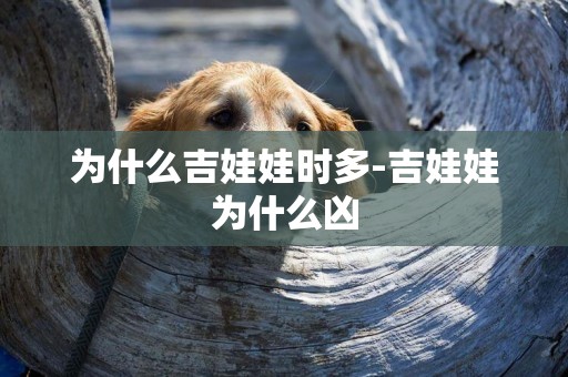 為什么吉娃娃時多-吉娃娃為什么兇