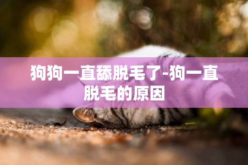 狗狗一直舔脫毛了-狗一直脫毛的原因