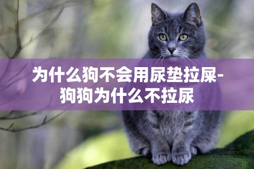 為什么狗不會用尿墊拉屎-狗狗為什么不拉尿