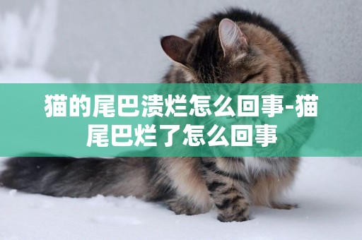 貓的尾巴潰爛怎么回事-貓尾巴爛了怎么回事