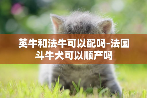 英牛和法牛可以配嗎-法國斗牛犬可以順產嗎