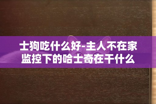 士狗吃什么好-主人不在家監控下的哈士奇在干什么