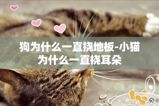 狗為什么一直撓地板-小貓為什么一直撓耳朵