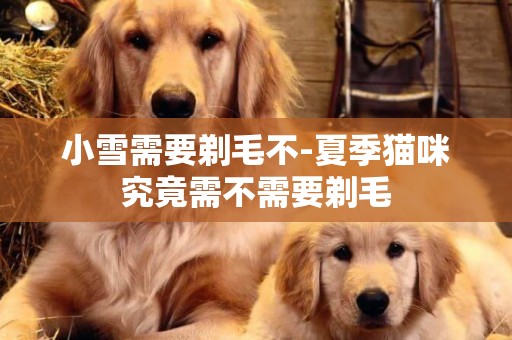 小雪需要剃毛不-夏季貓咪究竟需不需要剃毛