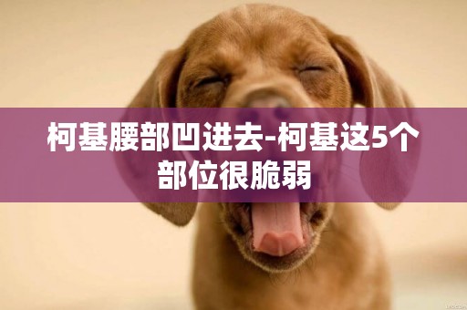 柯基腰部凹進去-柯基這5個部位很脆弱