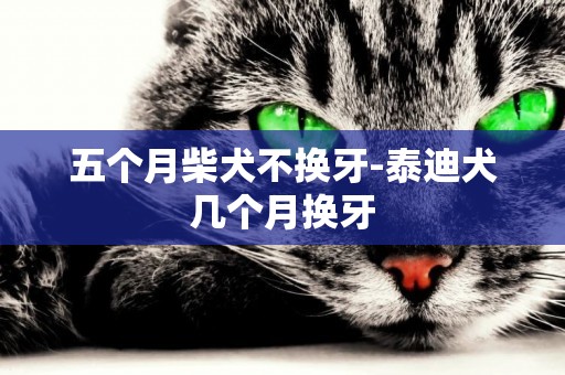 五個月柴犬不換牙-泰迪犬幾個月換牙